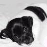 tro mimi ce chien!!!